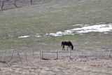 8177 Neighbors horse