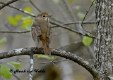 20121016 126 SERIES - Hermit Thrush NX2.jpg