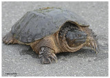 20121016 127 SERIES - Snapping Turtle 1r1.jpg