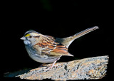 20121009 092 White-throated Sparrow 1r1.jpg