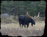 20121023 - 1 471 SERIES - Moose2.jpg