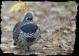 20121023 - 1 044 Spruce Grouse.jpg