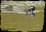 20121026 192 1r1 SERIES Hooded Mergansers.jpg