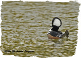 20121026 138 Hooded Merganser.jpg