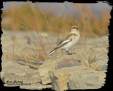 20121026 866 Snow Bunting3.jpg