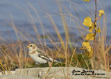 20121026 538 Snow Bunting.jpg