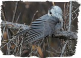20121023 -2 465 1r1 SERIES - Gray Jay xxx.jpg