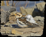 20121026 1294 Snow Bunting2.jpg