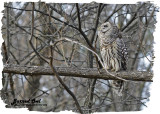 20121110 044 Barred Owl.jpg
