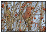 20121111 033 Pine Grosbeaks.jpg