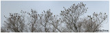 20121120 SERIES - 377-381 B Waxwings.jpg