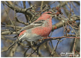 20121126 265 Pine Grosbeak.jpg