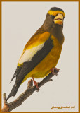 20120126 731 SERIES - Evening Grosbeak.jpg