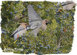 20121120 398 Bohemian Waxwings.jpg