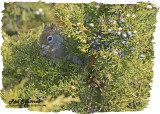 20121116 045 Red Squirrel.jpg
