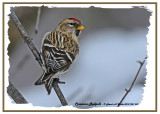 20121231 281 Common Redpoll HP.jpg