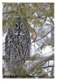 20130109 011 017 Great Gray Owlx.jpg