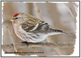 20130108 057 Commpon Redpoll 1r1.jpg