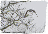 20130119 095 SERIES - Great Gray Owl.jpg