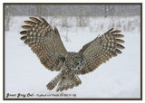 20130119 103 SERIES - Great Gray Owl2.jpg