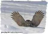 20130122 311 SERIES - Great Gray Owl.jpg