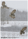 20130119 009 010 011 Great Gray Owl 1r1.jpg