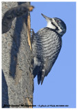 20130206 236 Black-backed Woodpecker.jpg