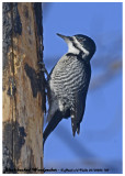 20130206 150 Black-backed Woodpecker.jpg