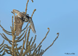 20100209 179 Northern Hawk Owl.jpg