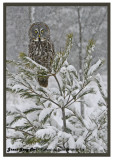 20130119 116 Great Gray Owl.jpg