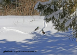 20130209 011 Mallards.jpg