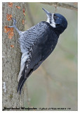 20130314 712 Black-backed Woodpecker HP.jpg
