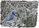 20121213-1 010 Blue Jay.jpg