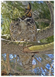 20130323 179 Great Horned Owl 1r3.jpg