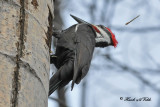 20100318 574 SERIES - Pileated Woodpecker.jpg