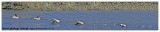 20130331 114 - 110 SERIES - Common Goldeneye Take-off.jpg