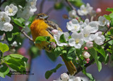 20120511-1 933 Baltimore Oriole.jpg