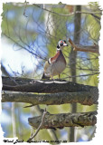 20130417 022 Wood duck.jpg