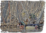 20130415 136 Wood Duck.jpg