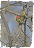 20130423-1 039 Ruby-crowned Kinglet .jpg