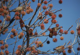 Red Crossbills