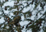 White-winged Crossbill