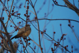 Missouri Say's Phoebes