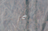 eBird Photos