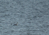 Missouri Rare Birds
