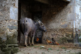 Village scene, QingKou