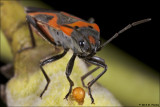 True Bugs