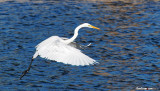 White Egret
