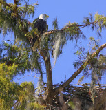 Bald Eagle and Nest