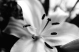 No Colour